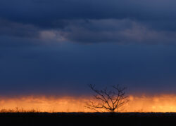 枯木は劇的に立つ