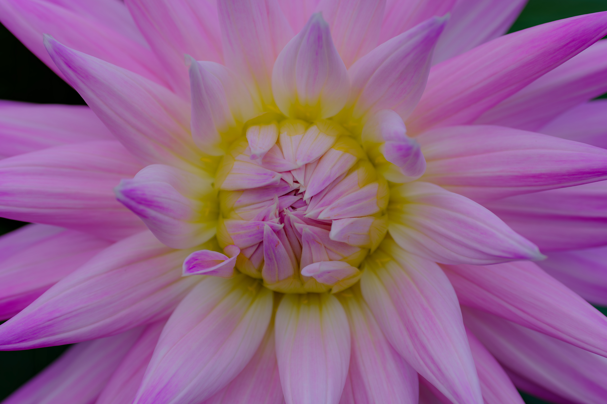 花奥のデザイン