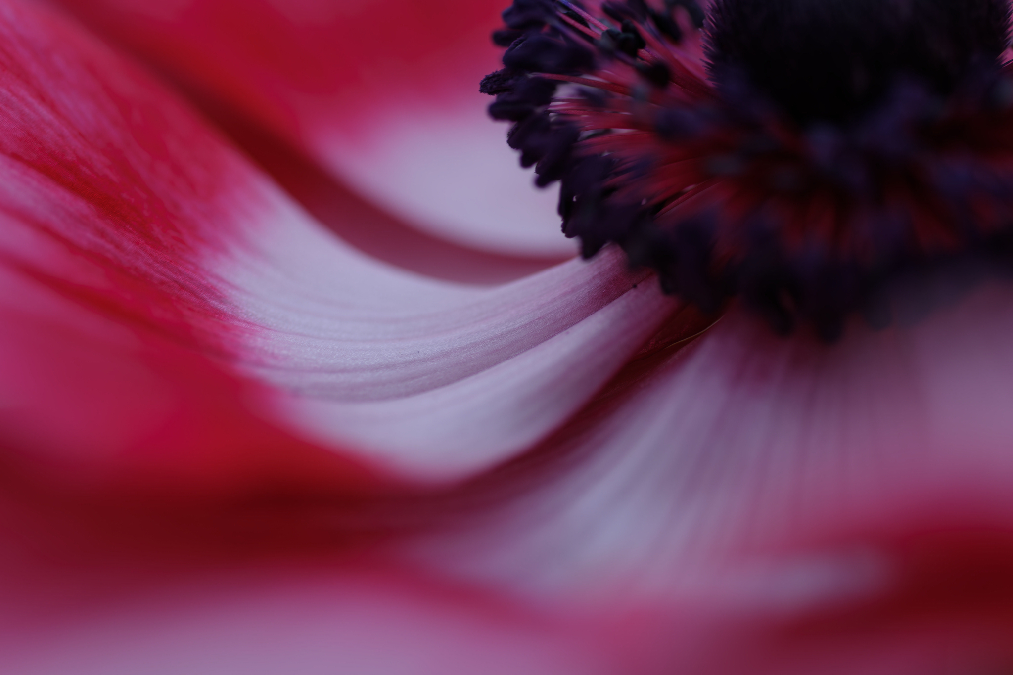 花弁のシャンツェ