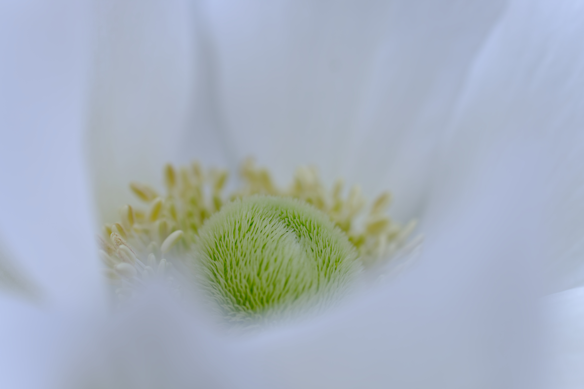 白の奥に命の鼓動