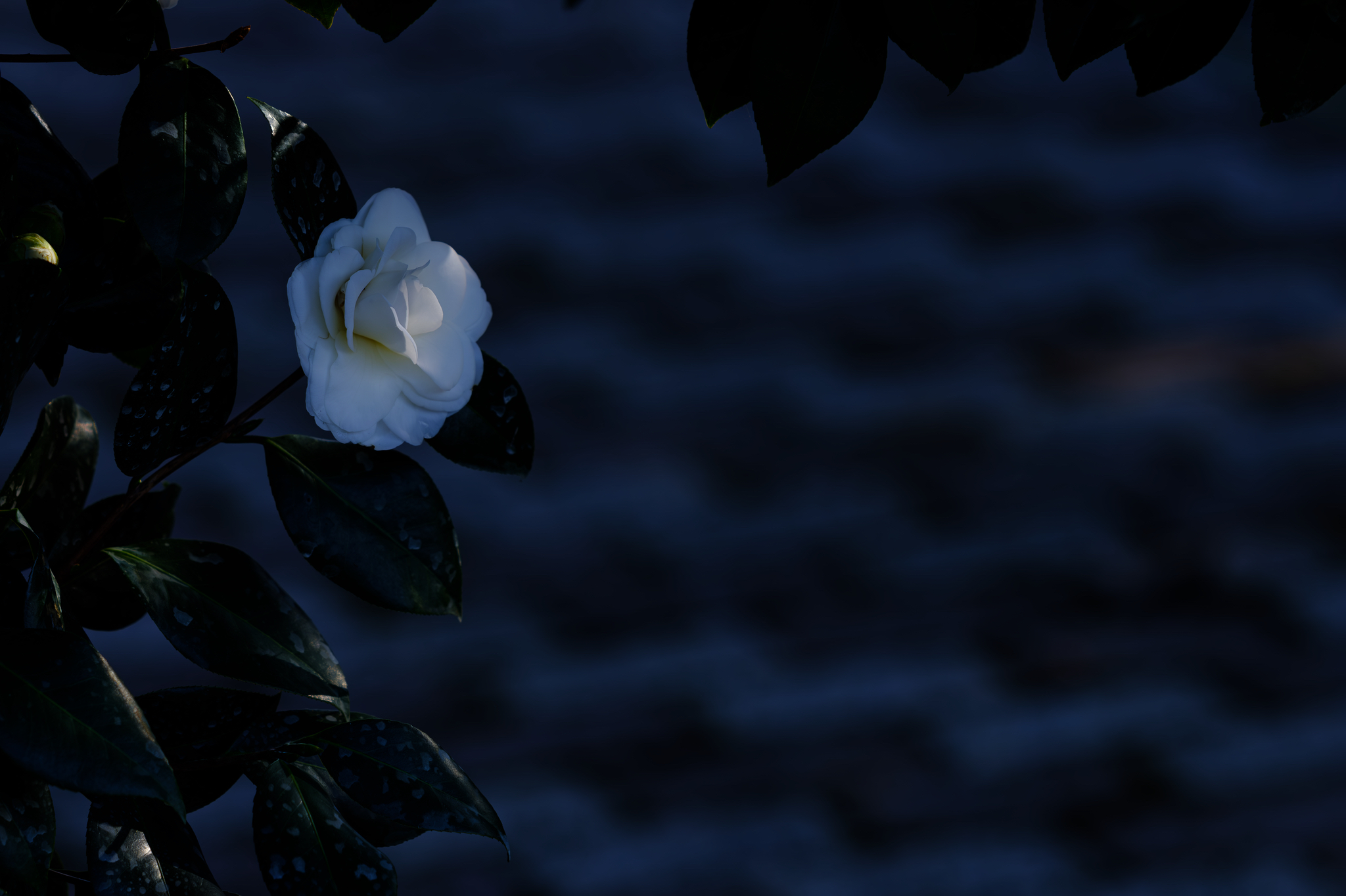 青の静寂、白ひとつ