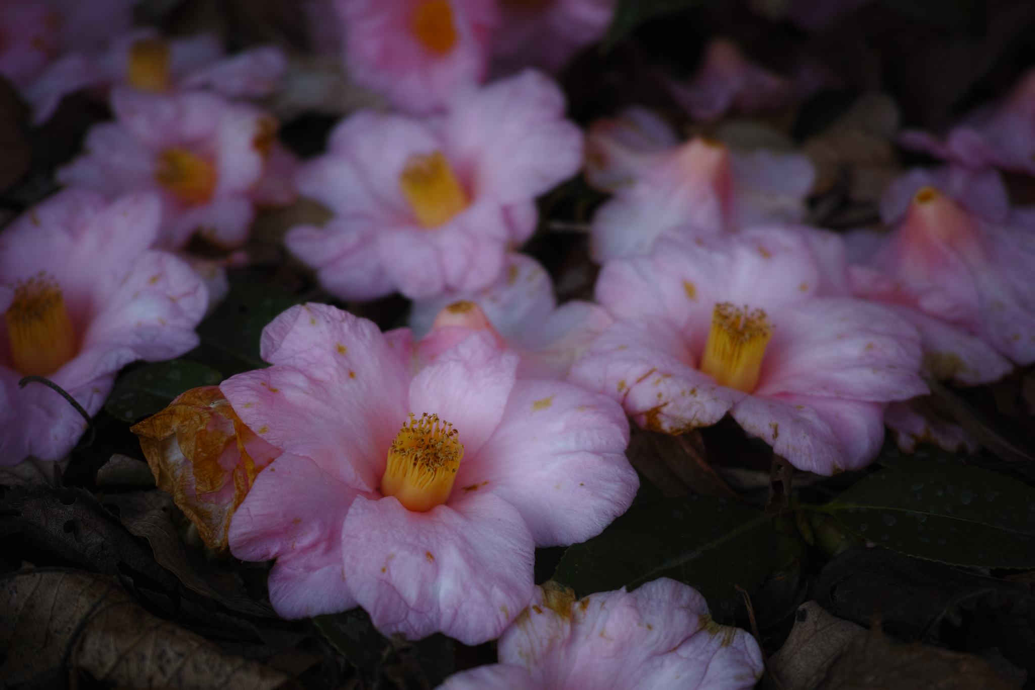 花の息のぬくもり