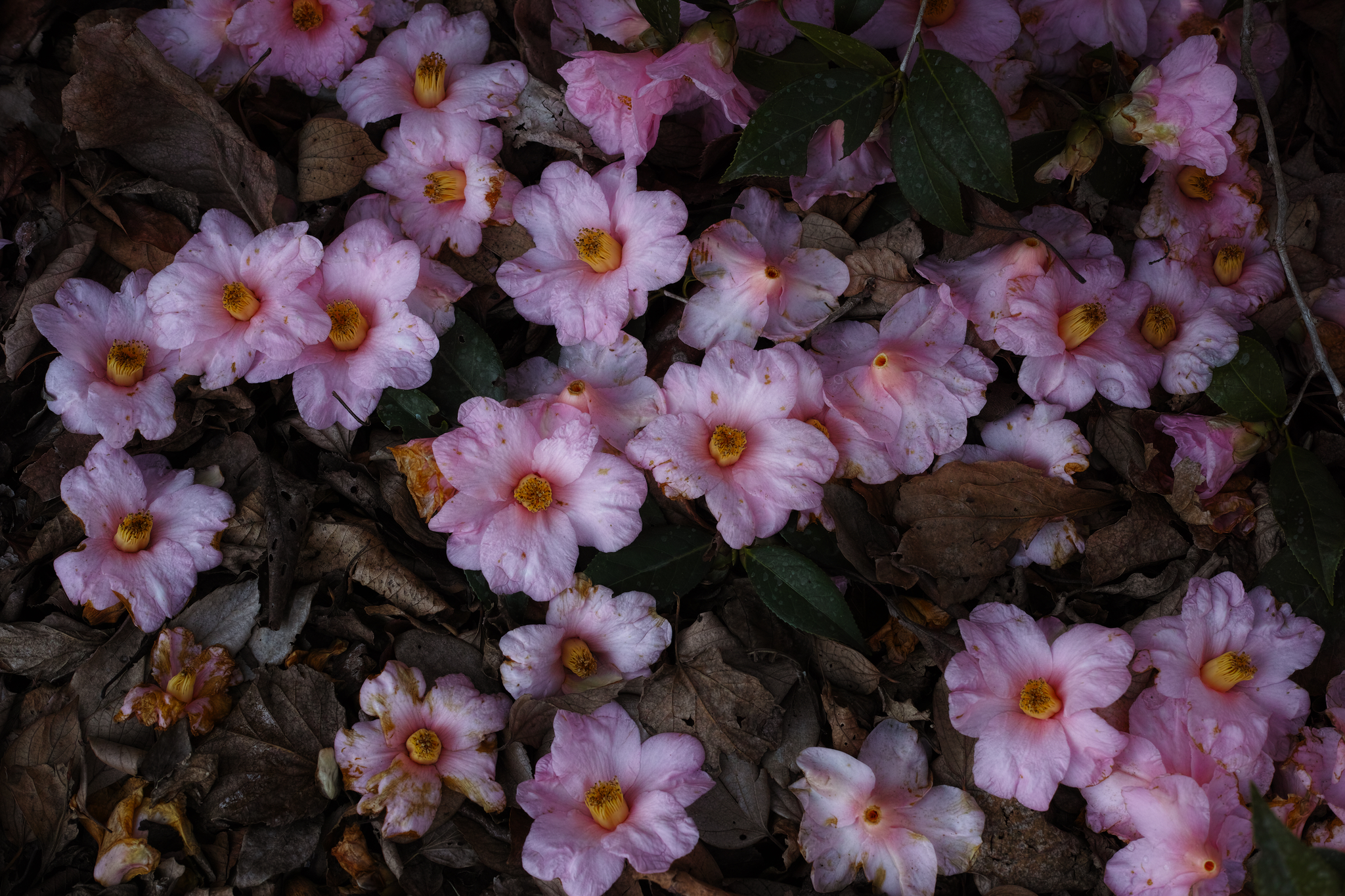花の息の消えるまえに
