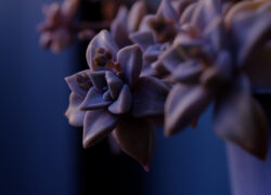 夜の手前で咲いている