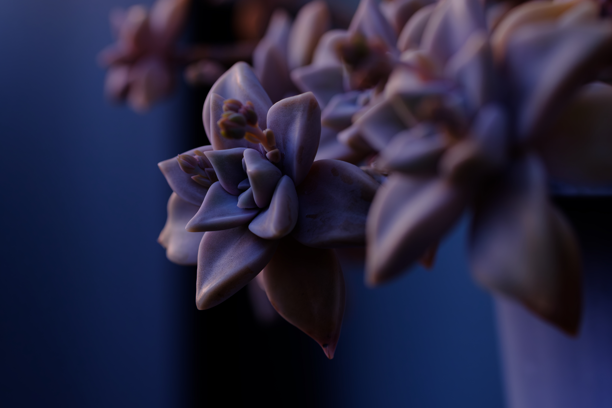 夜の手前で咲いている