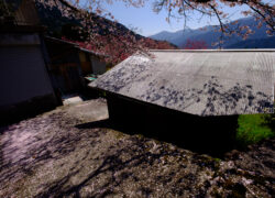 散り姿に迎えられて