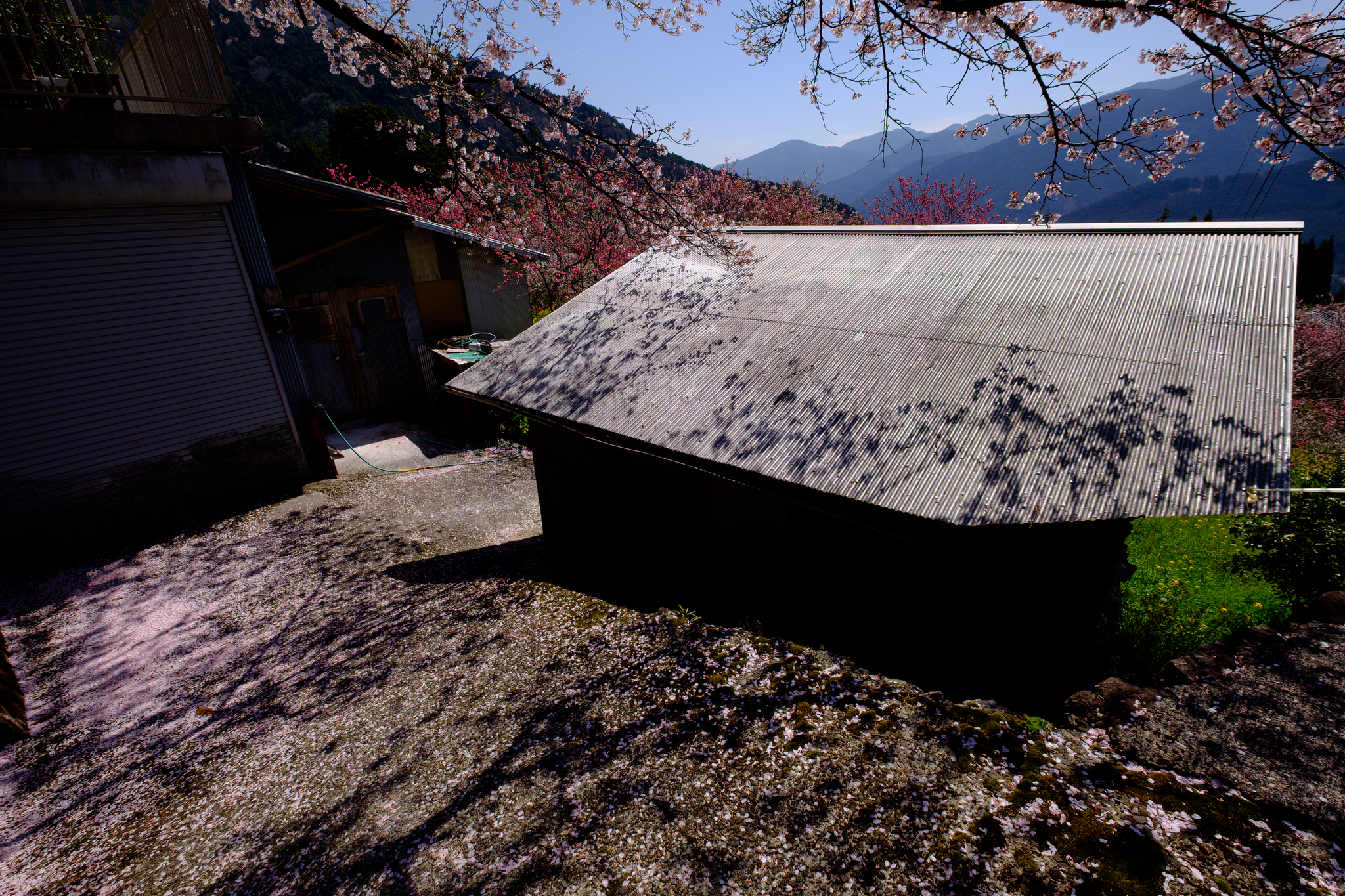 散り姿に迎えられて