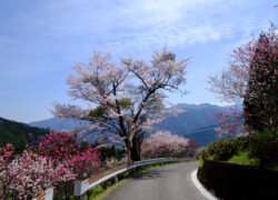 春は綺麗に纏まらない