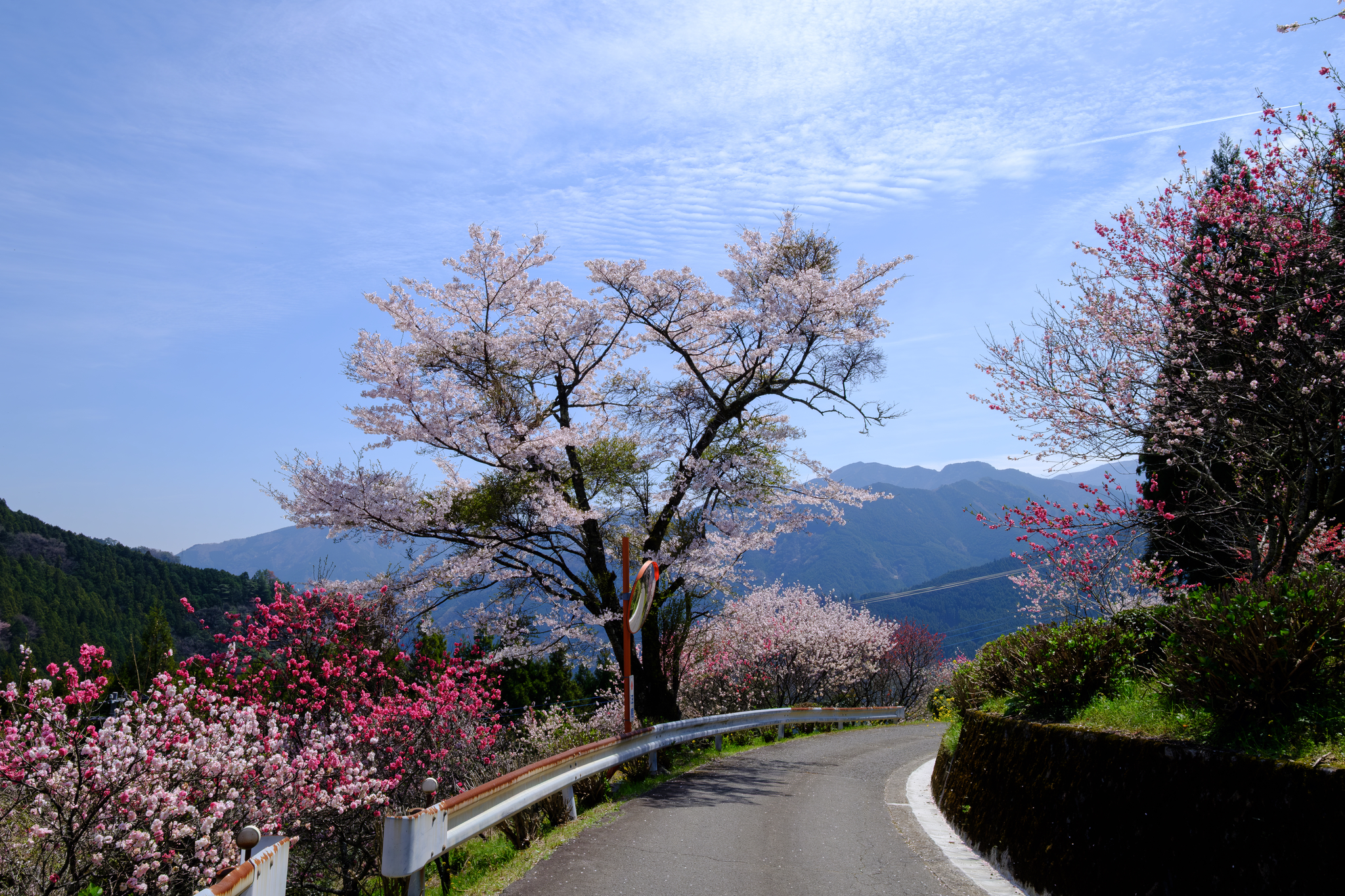 春は綺麗に纏まらない