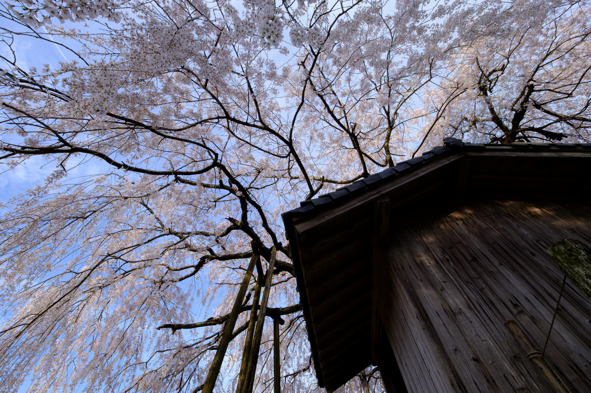 花のもと、ふたたび