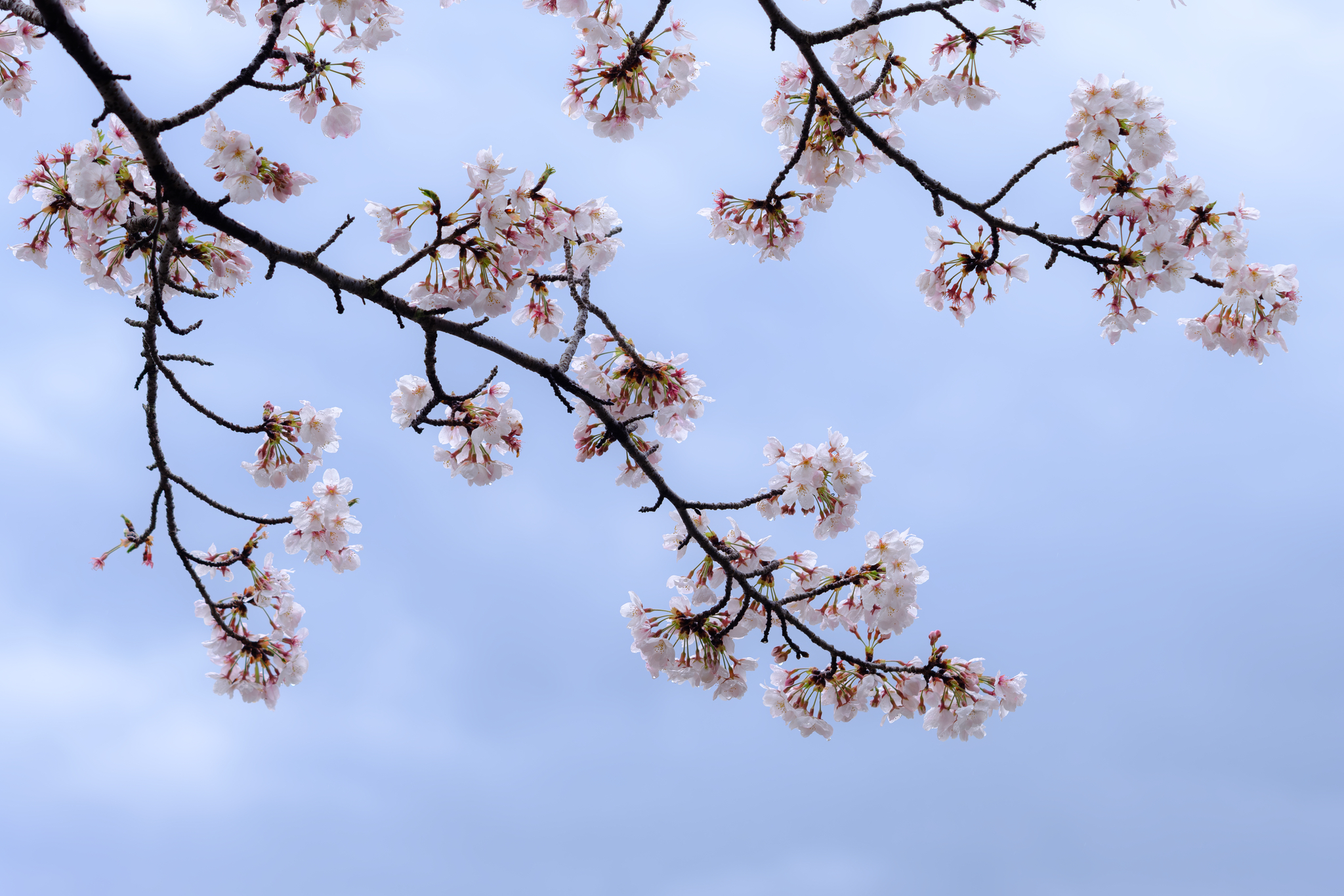 雨上がりの桜、ひととき