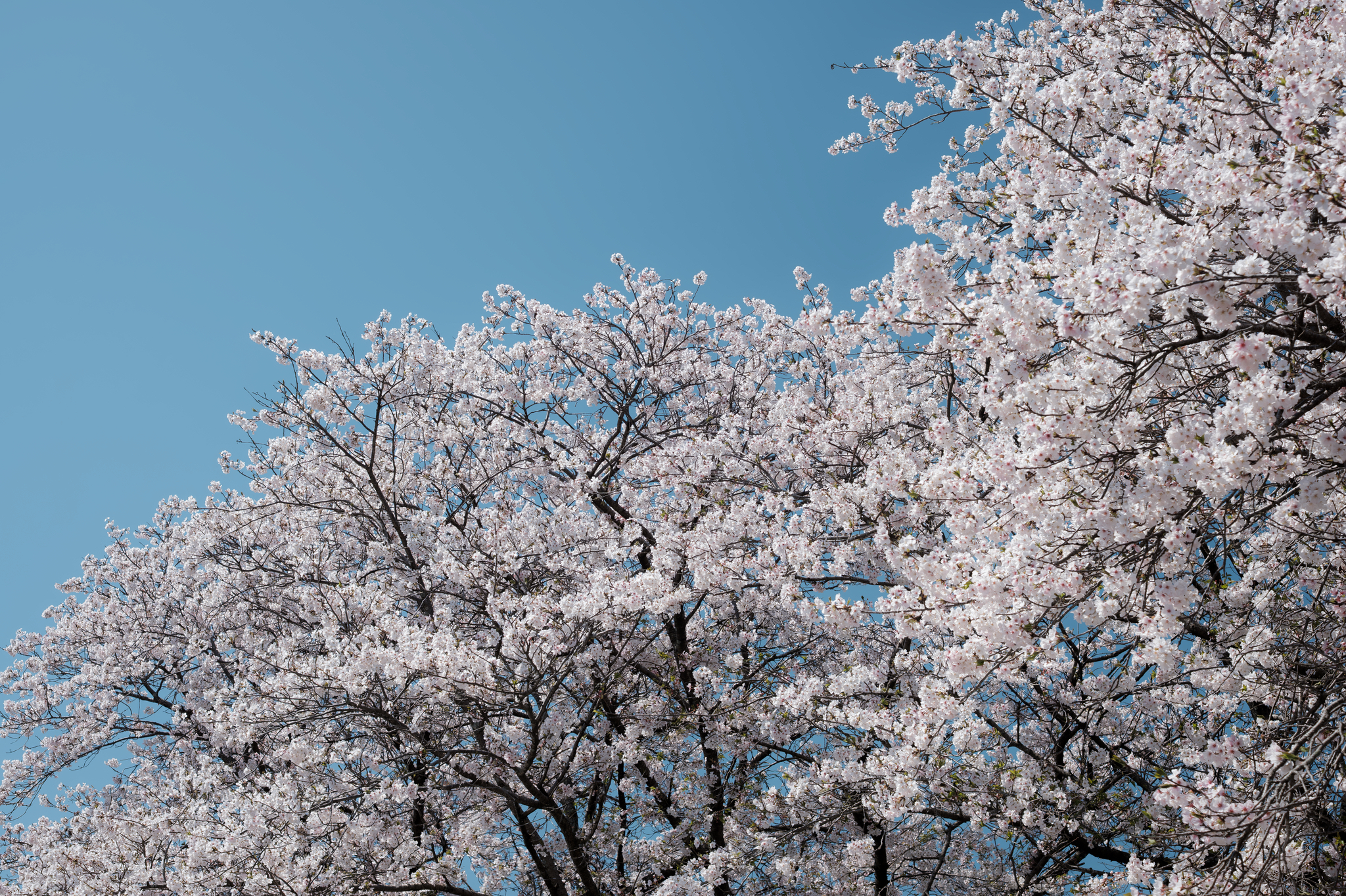 ひらいた空に春は満ちる