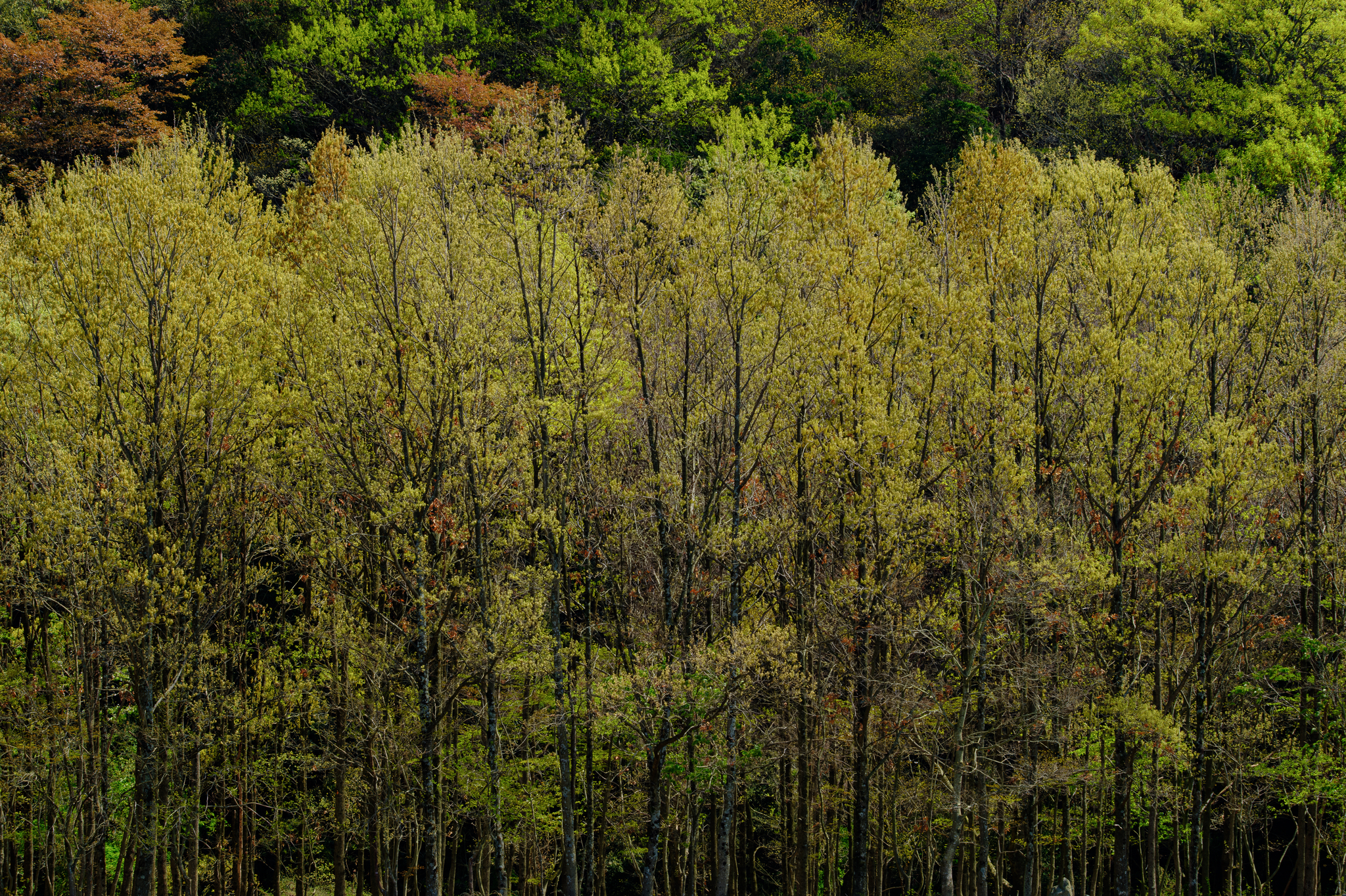 若葉の群れ立つ