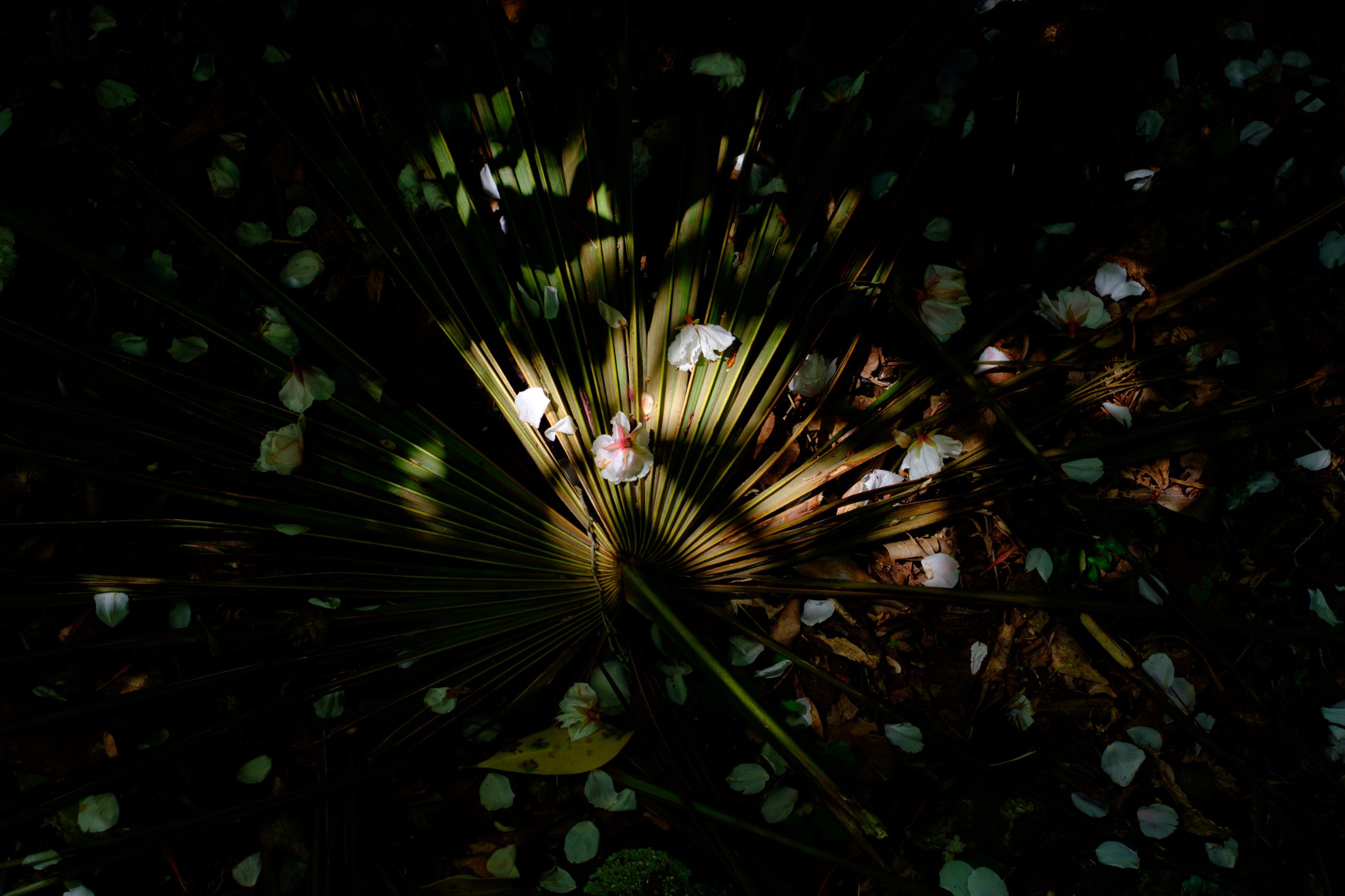 光の文様、落花はまだ温かい