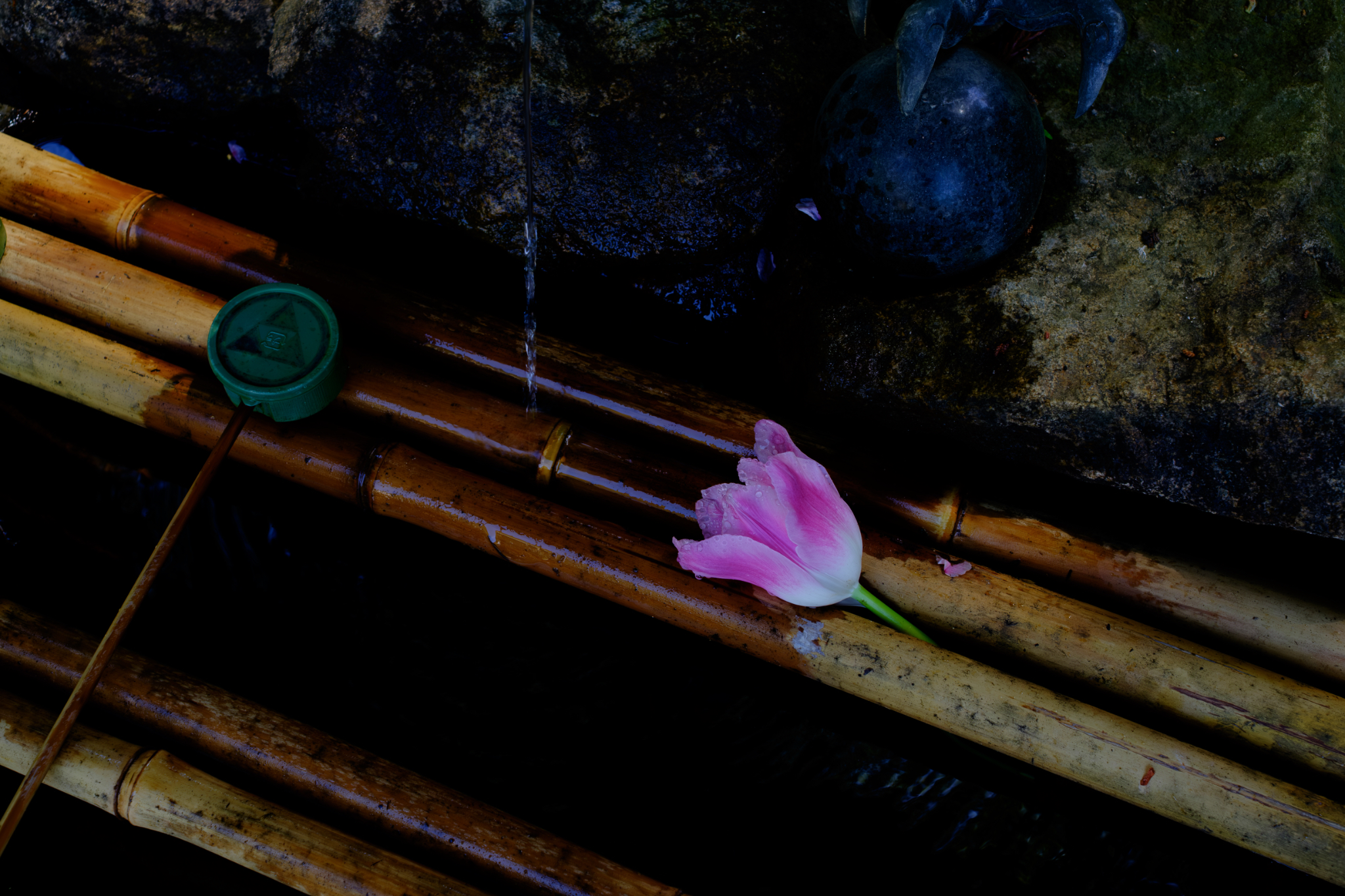 一輪にして満ちる