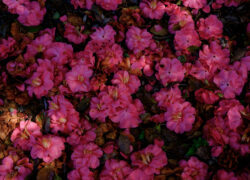 椿、地に満ちる