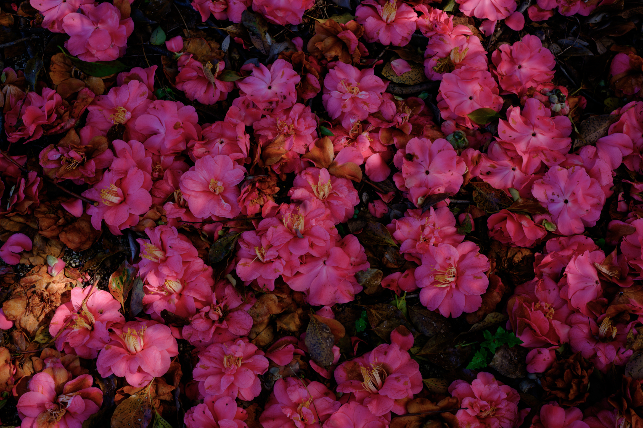 椿、地に満ちる