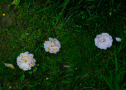 椿、点在して景となる