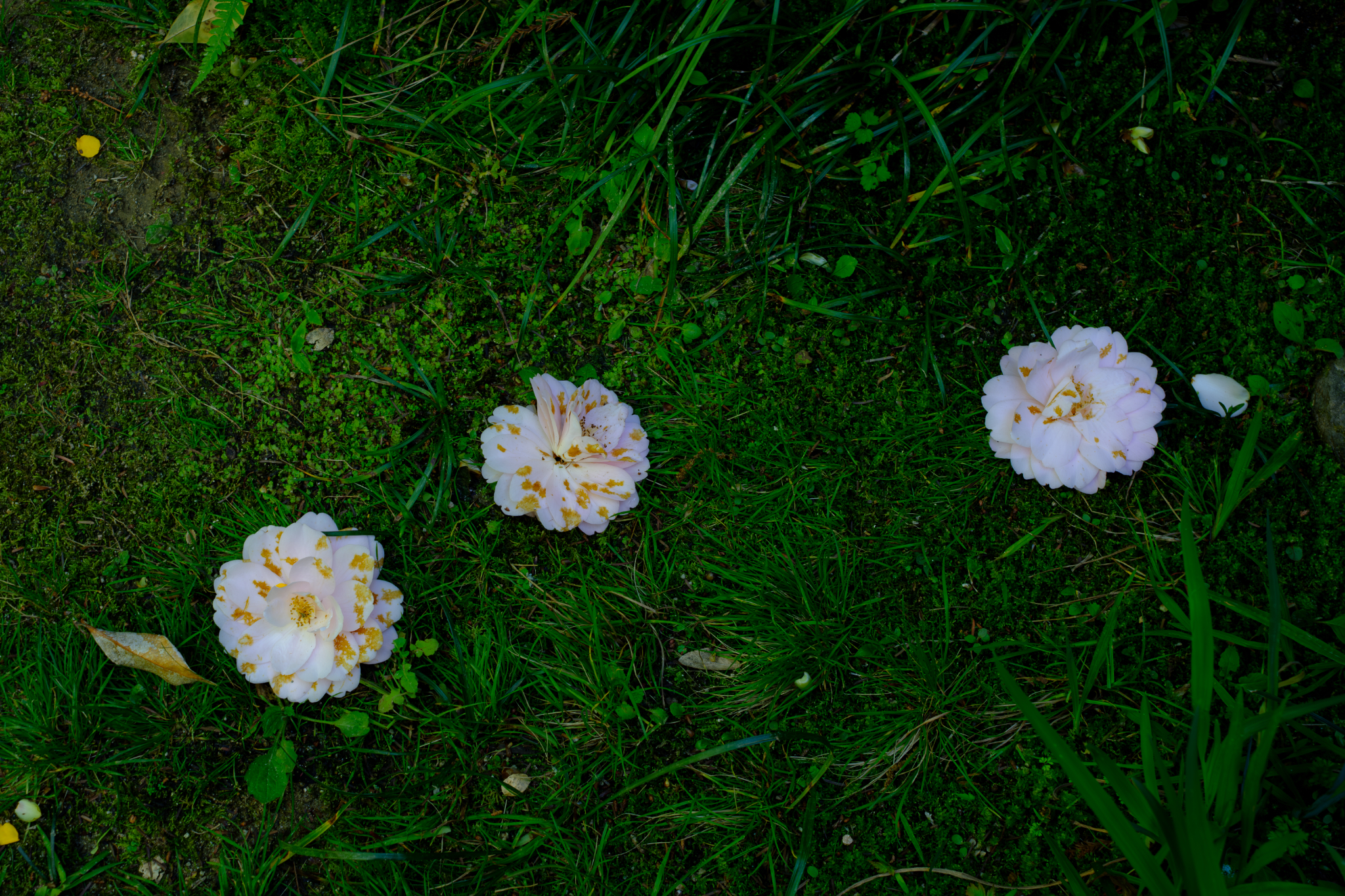 椿、点在して景となる