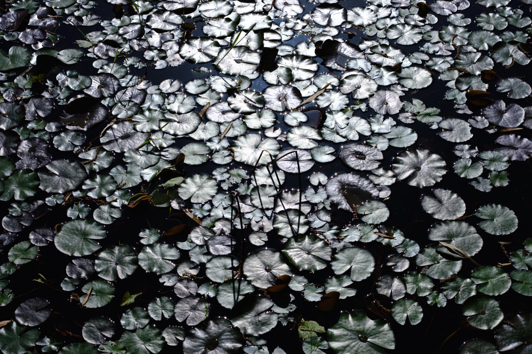 春の池に銀円の記憶