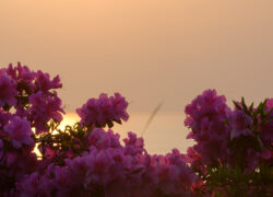 花灯り、夕陽にほどけて