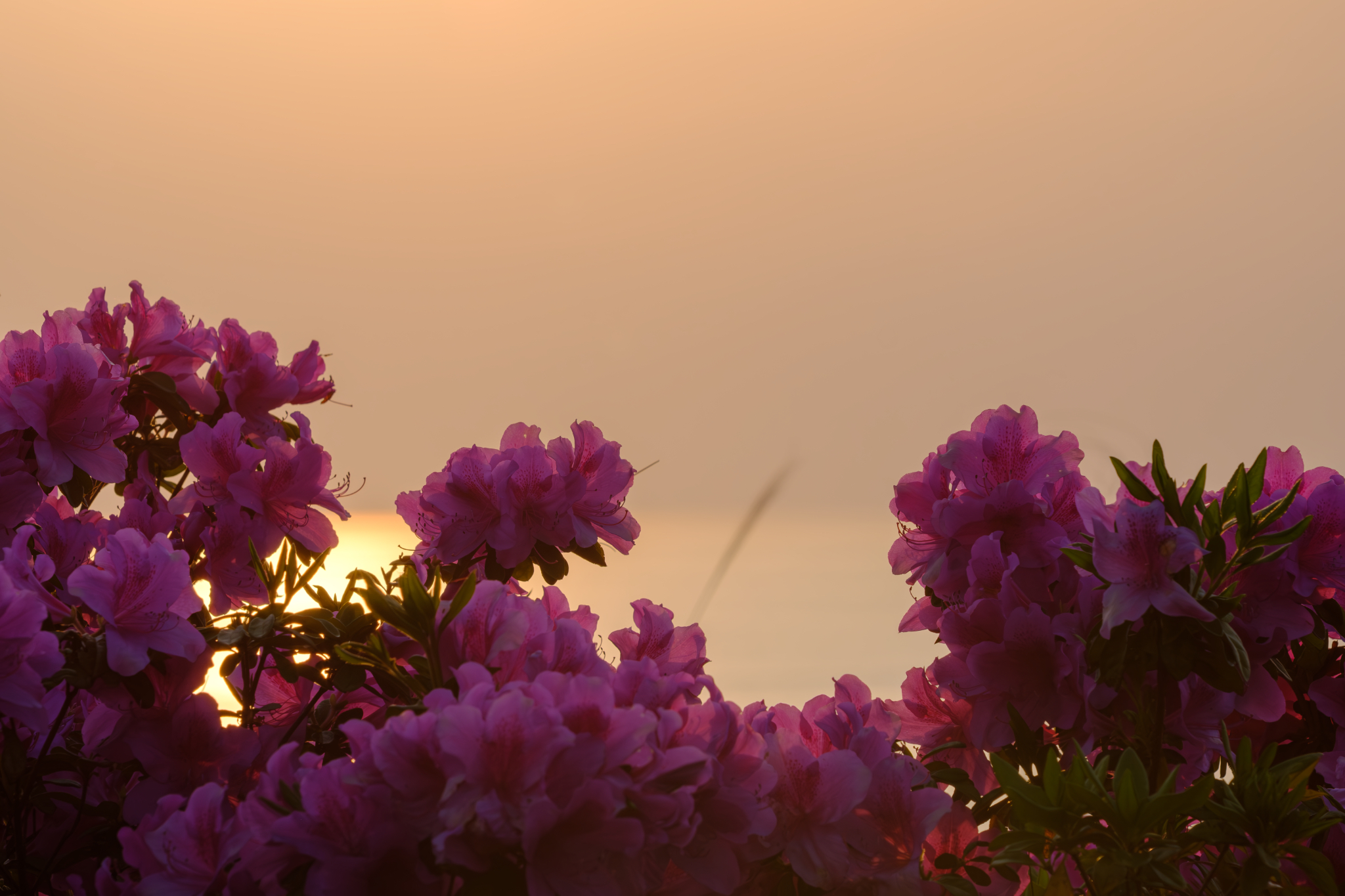 花灯り、夕陽にほどけて