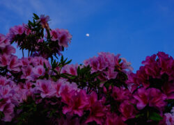 月淡く、花静か