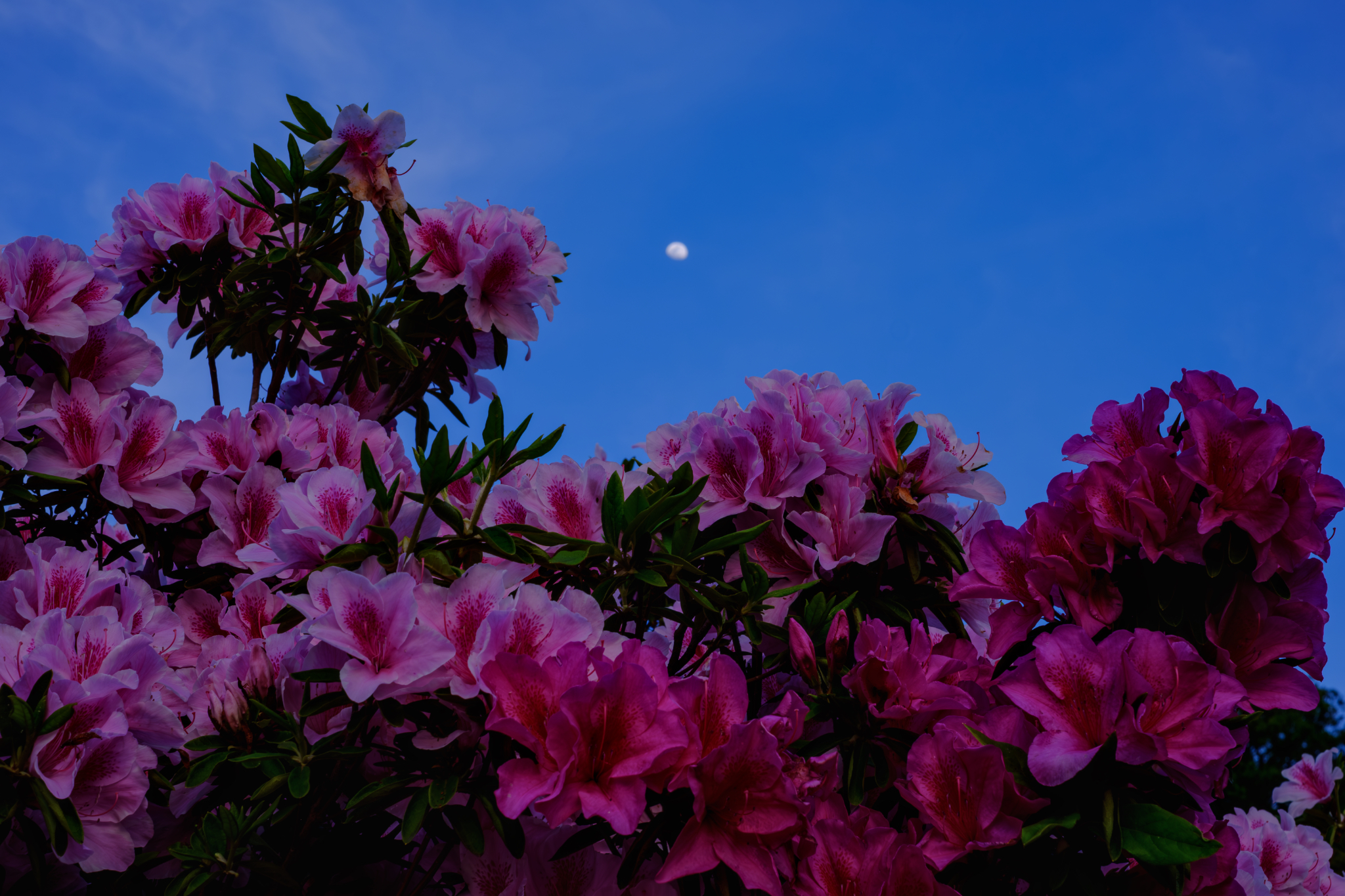月淡く、花静か