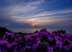 映らぬ棚田、咲き満つ色