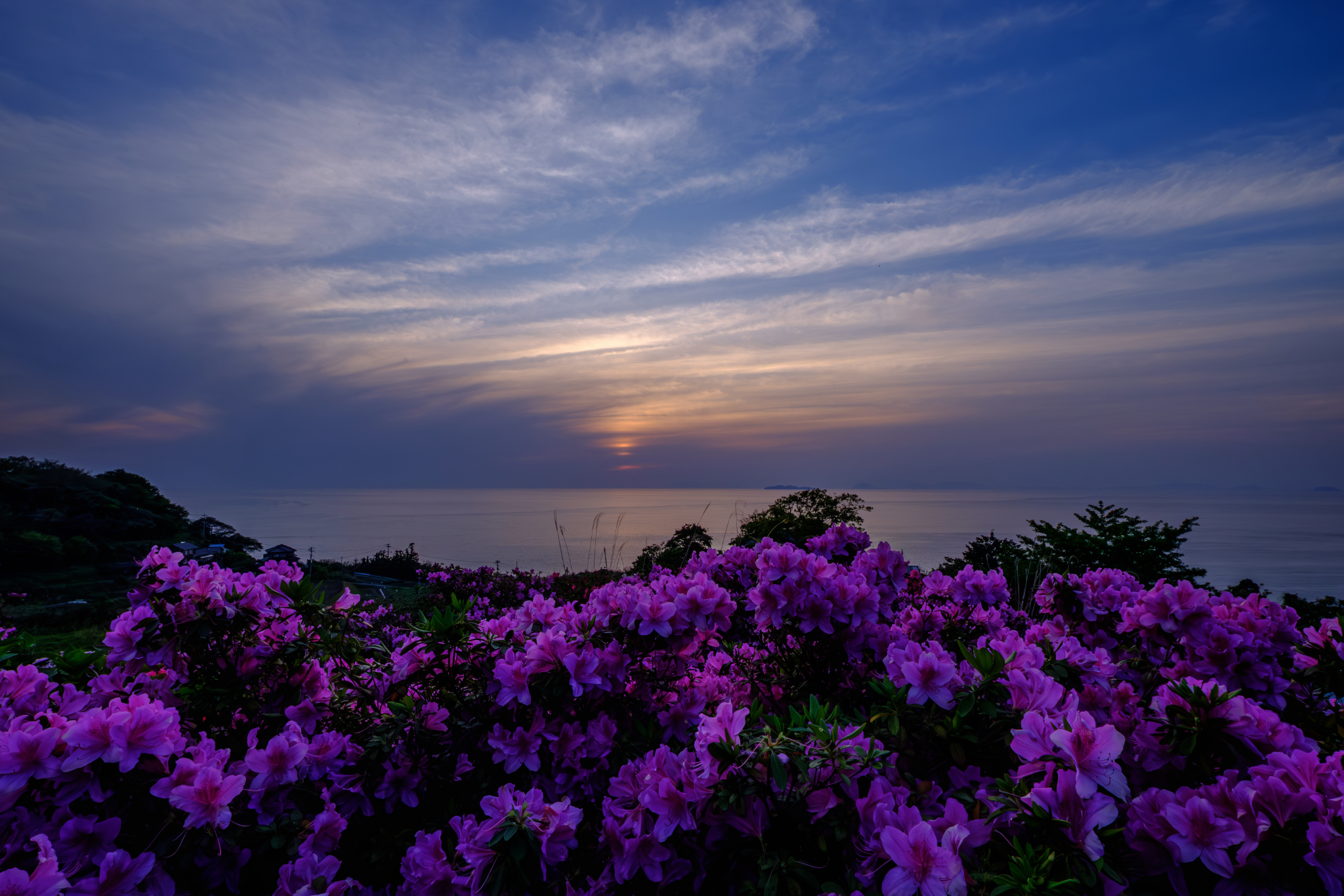 映らぬ棚田、咲き満つ色
