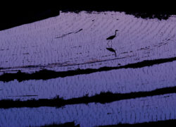 刹那の使者