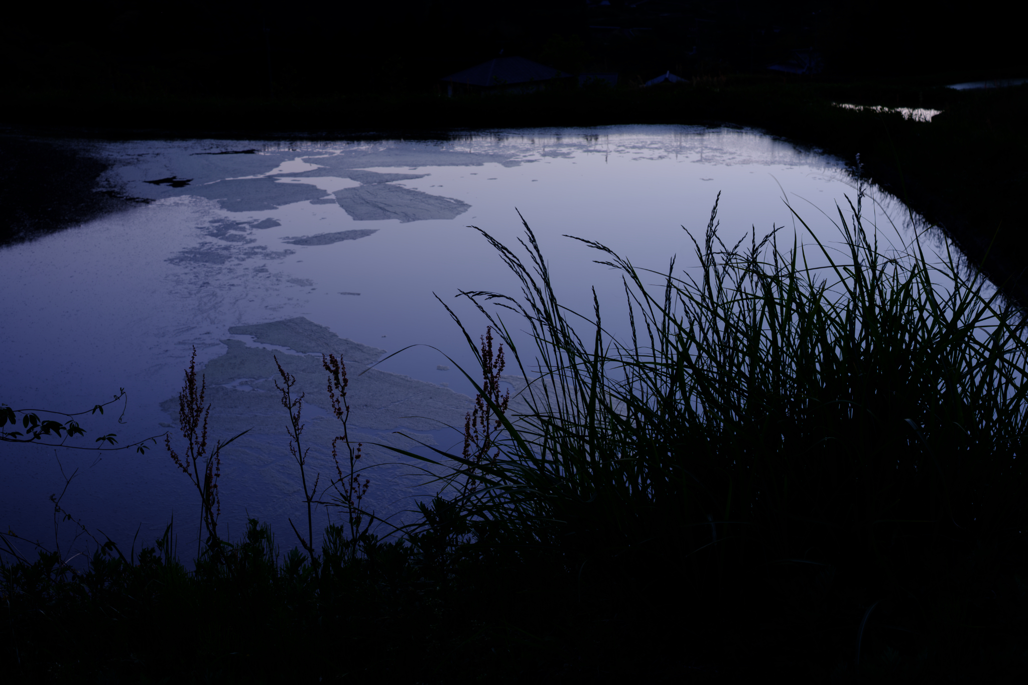 青き田の夜