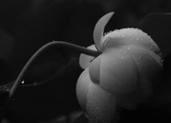 雨垂れのモノクローム