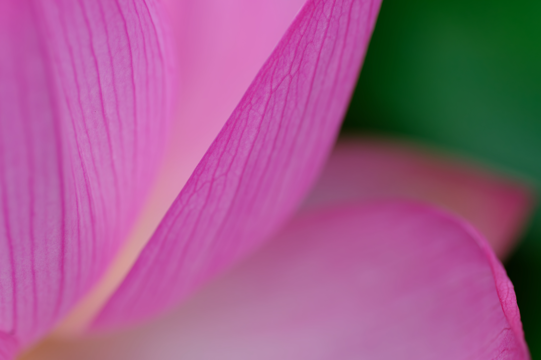 花の内側へ