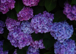 紫陽花の時間は