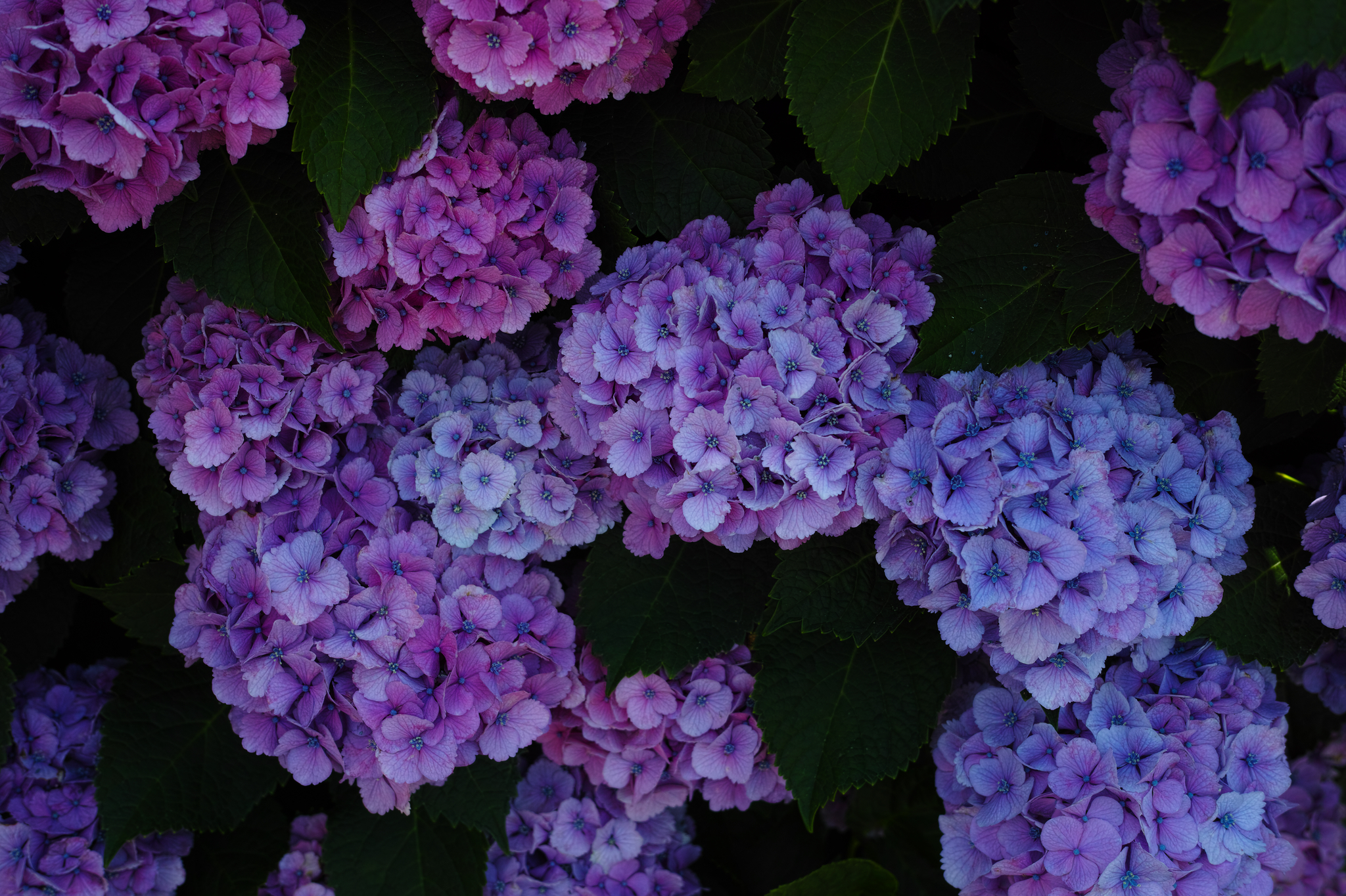紫陽花の時間は