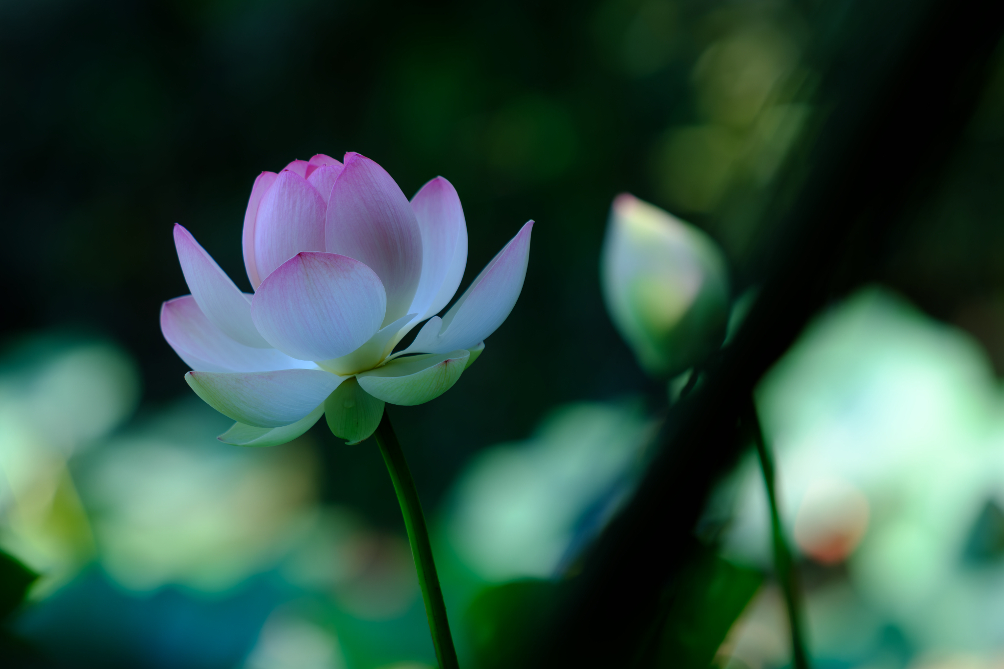 花数は少なくとも