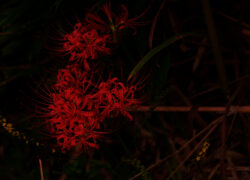 紅は夜の底に