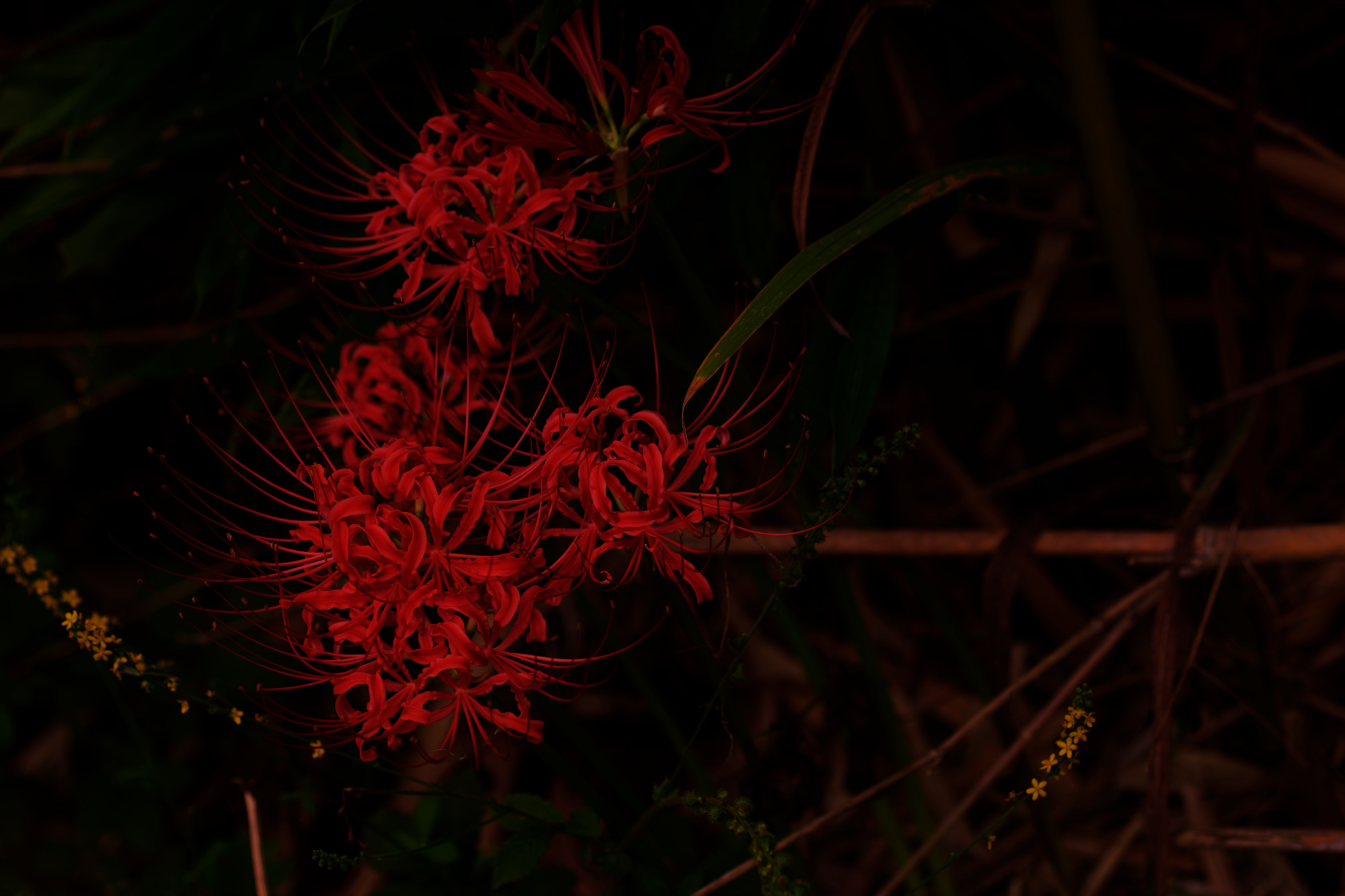 紅は夜の底に