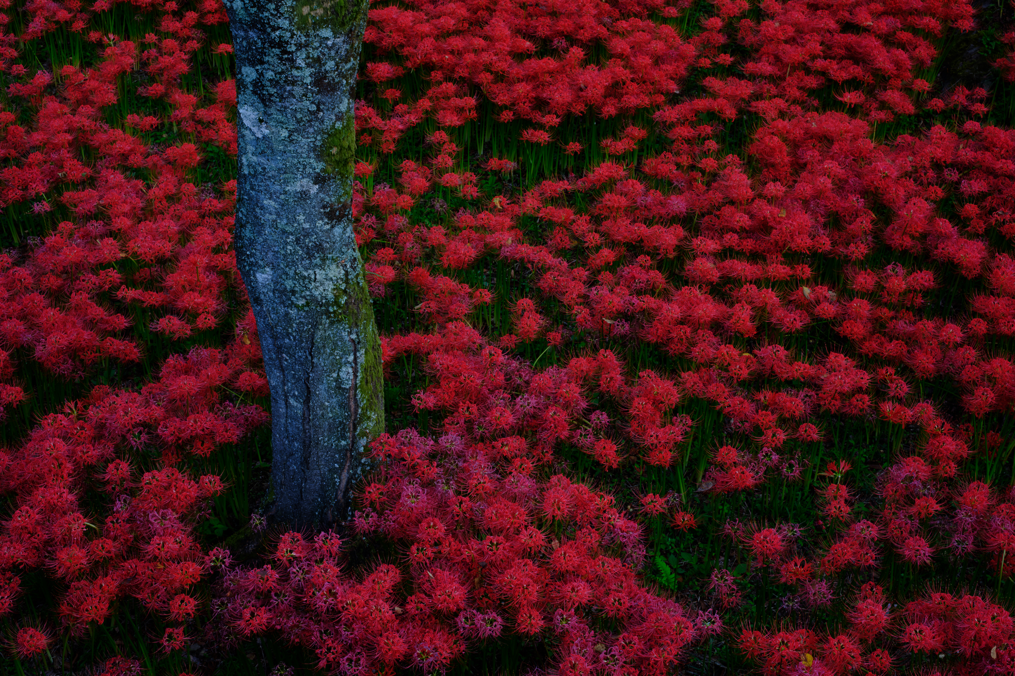 花海に立つ