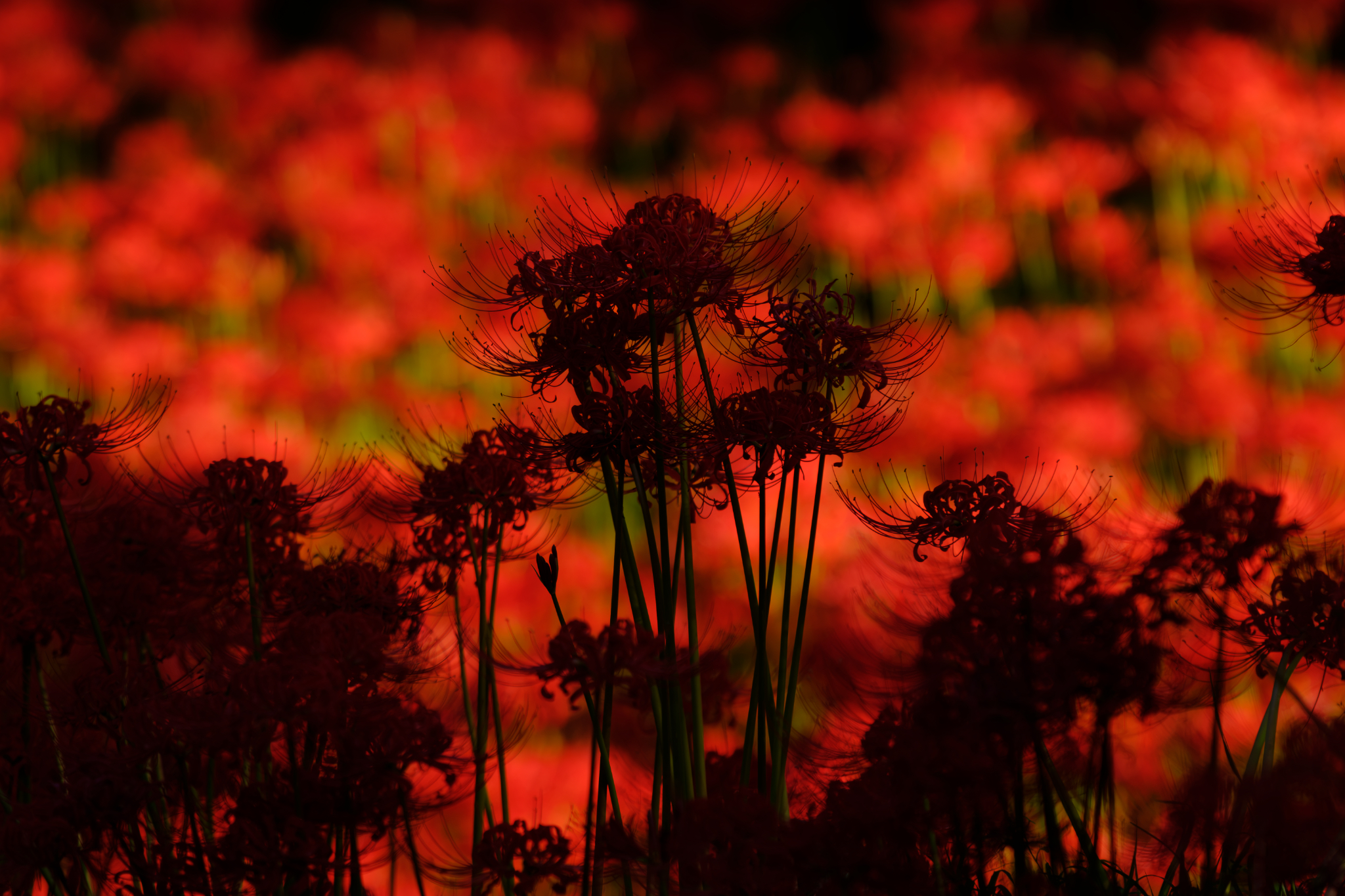 紅の中に、紅