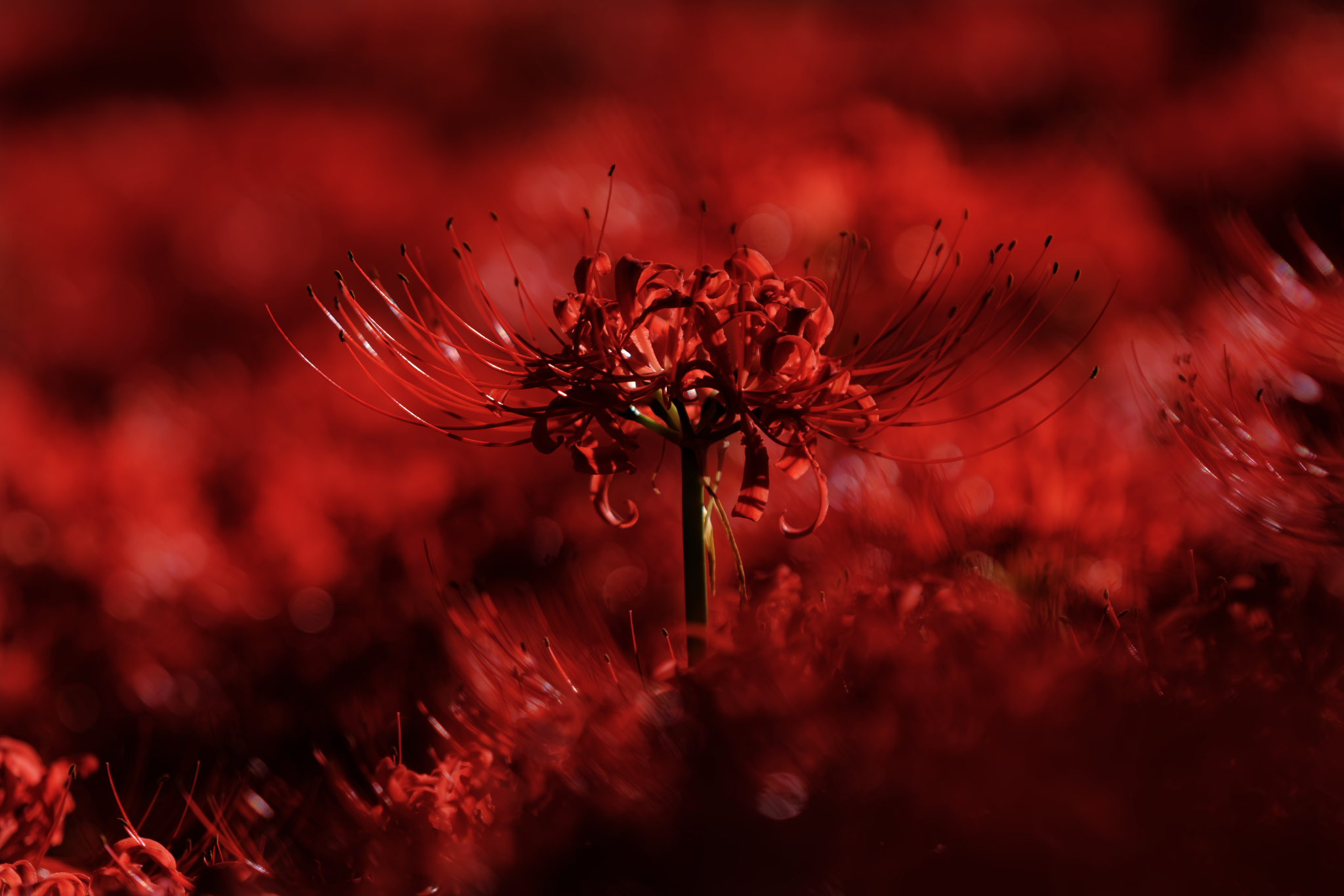 紅の中で、ひとり