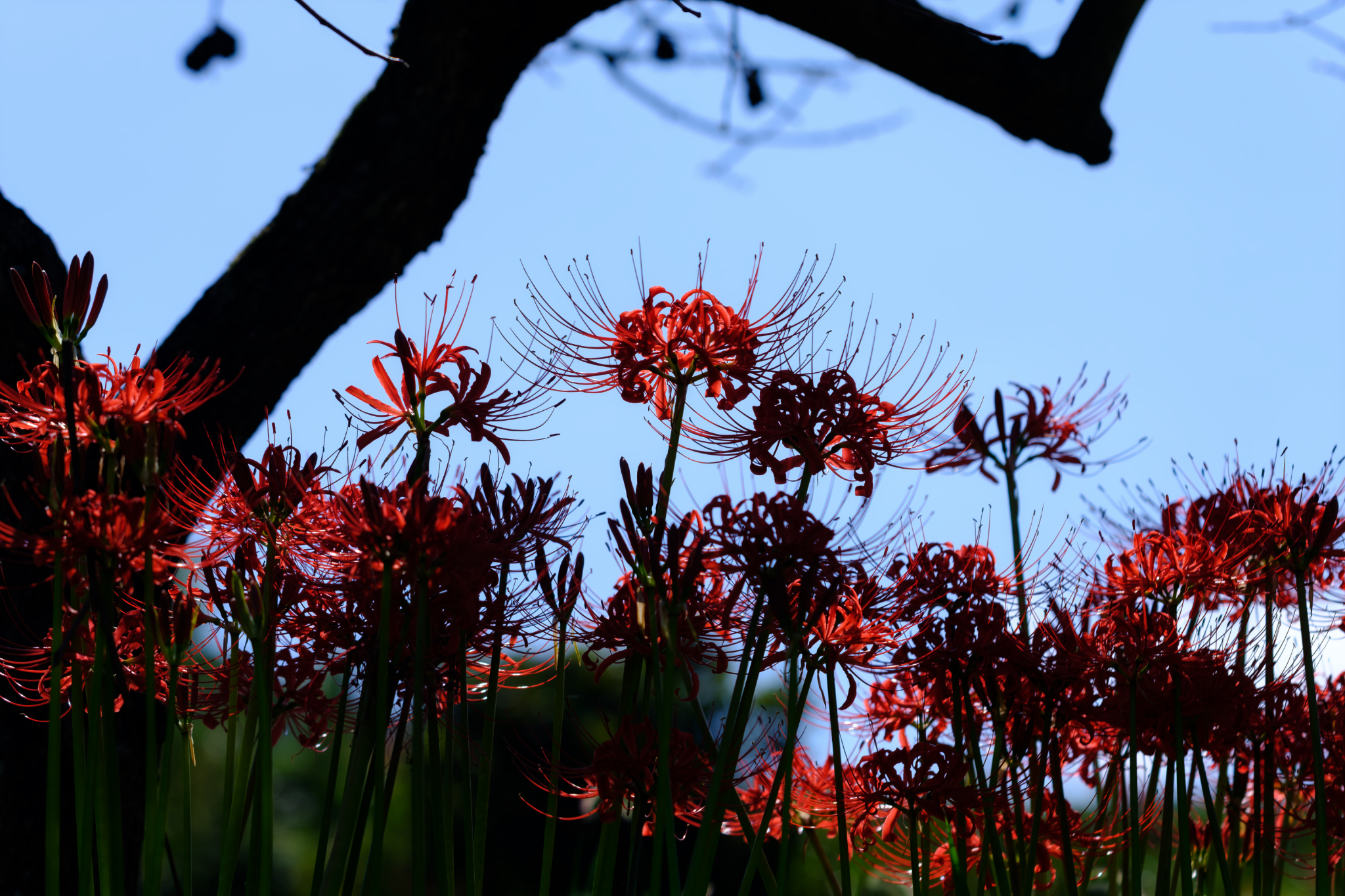 紅と青のあはひ
