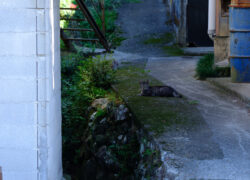 猫がいた時間