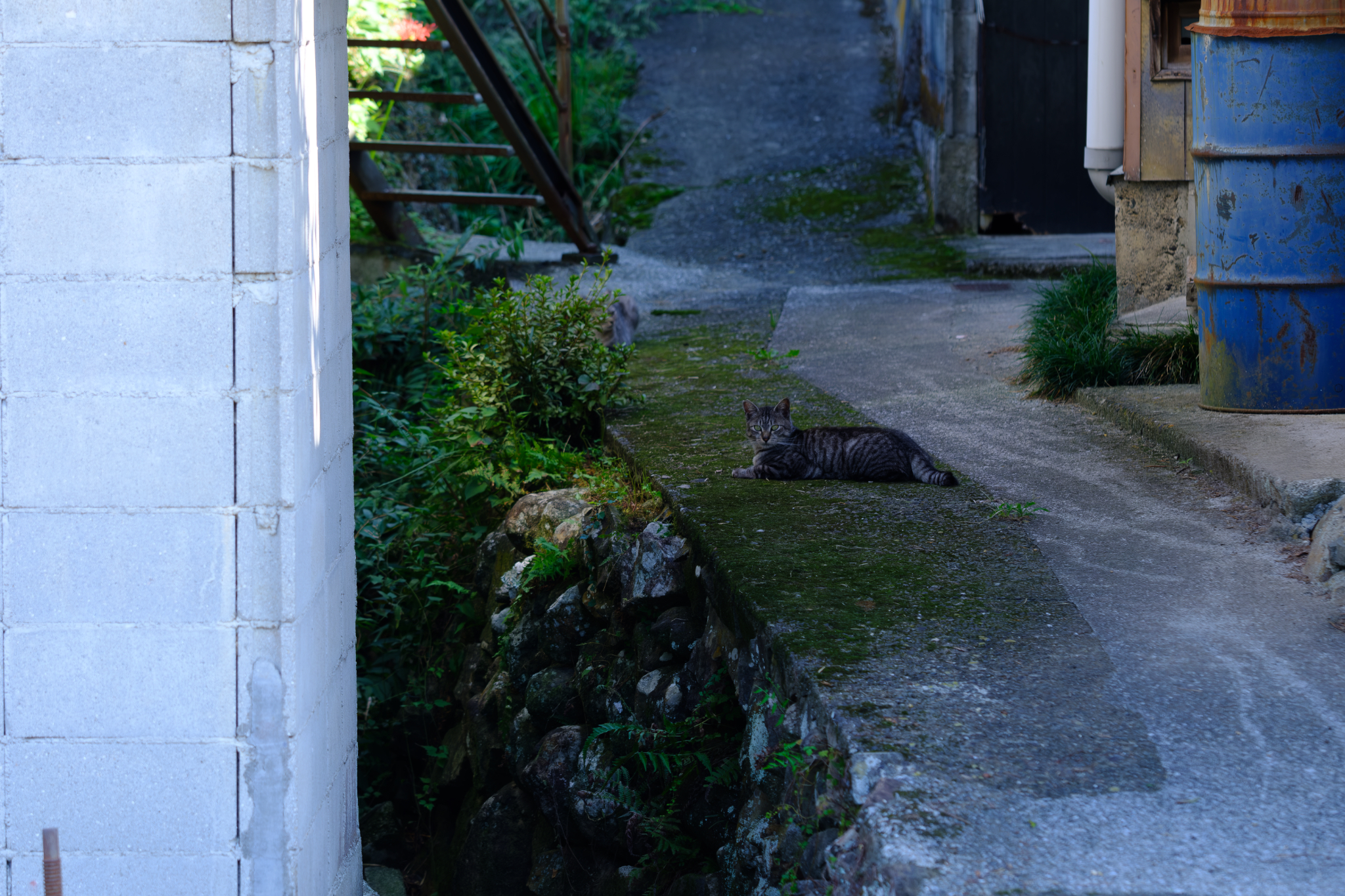 猫がいた時間